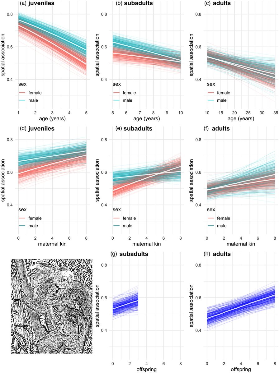 Mother of all bonds: influences on spatial association across the lifespan in capuchins, with @PKorsten and @WildCapuchin ... onlinelibrary.wiley.com/doi/10.1111/de…