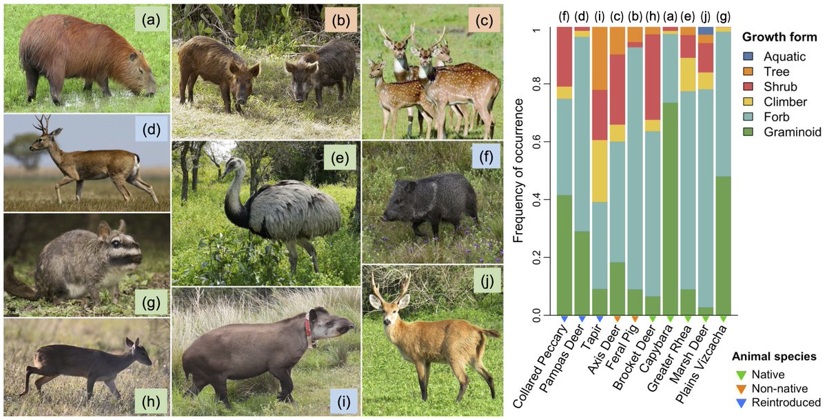 How do large herbivores partition resources at a key Argentinian rewilding site? 🦌🌿Using eDNA, we show that recently reintroduced native species and historically introduced non-natives are likely expanding the range of herbivory dynamics in the system 📜:besjournals.onlinelibrary.wiley.com/doi/full/10.11…