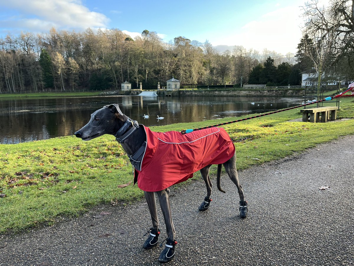 Shielsy14's tweet photo. @_K8_Adams_ One of our favourites too, Nial likes to sing to the 🐿️🐿️🐿️ 🐾💜 https://t.co/E5HUcDp2t1