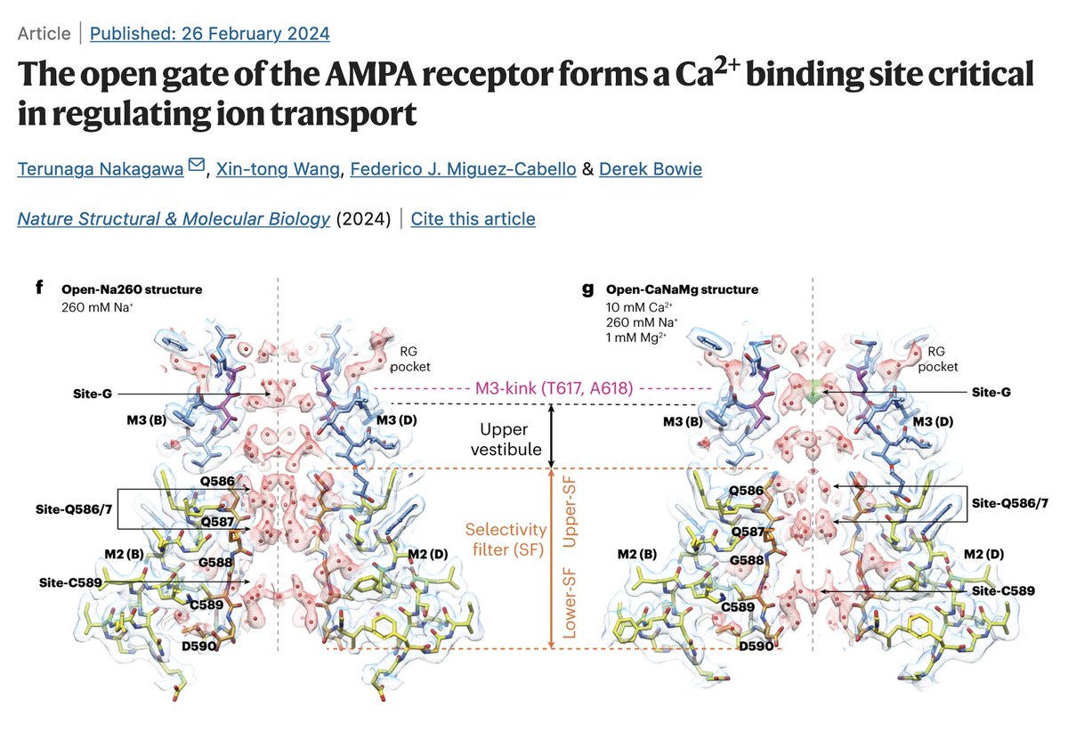 Important new insights into AMPA receptor gating and ion permeation!
Congrats Teru, Derek and colleagues! nature.com/articles/s4159…