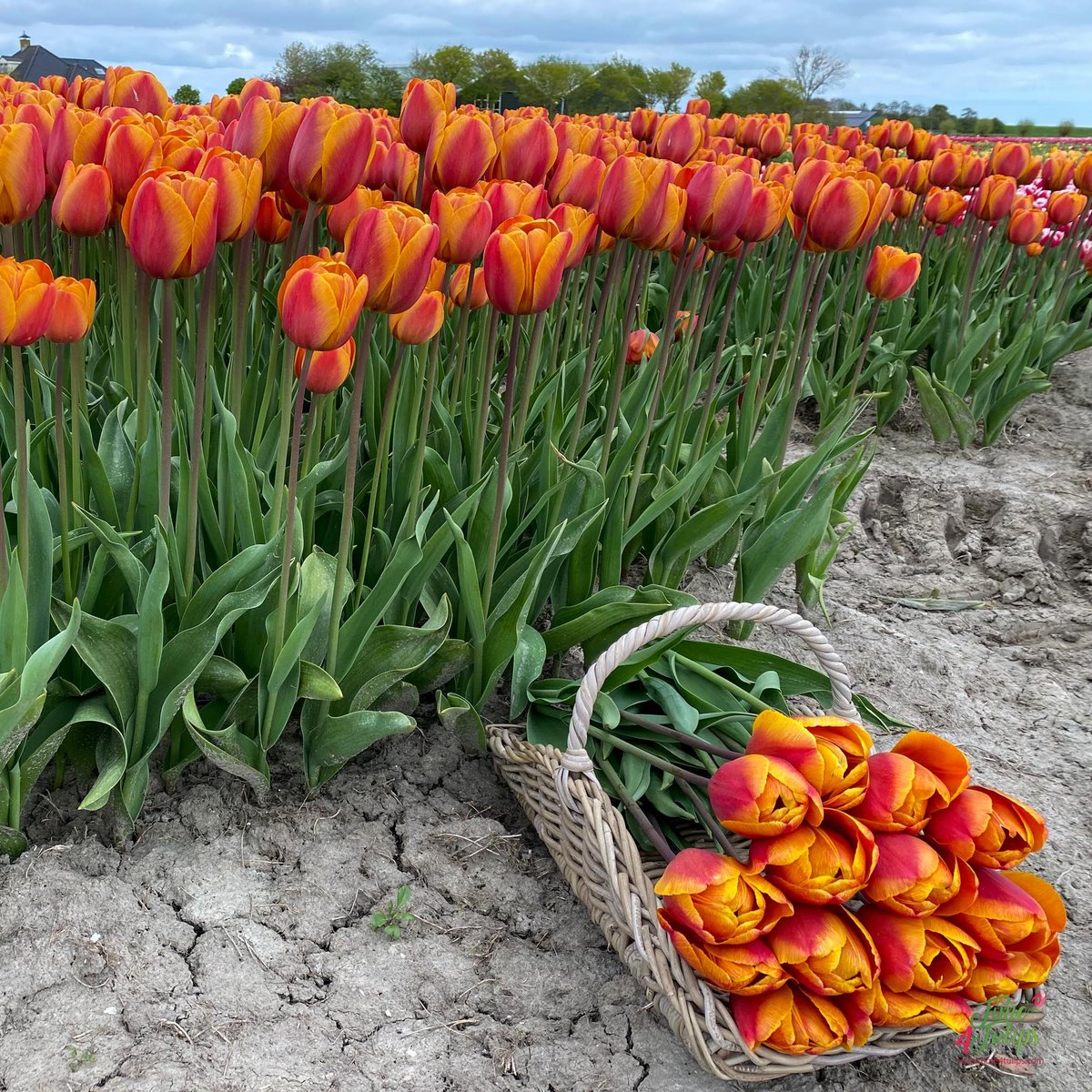 🌷A perfect blend of remarkable colors. Tulip Bronze Perfection.

#time4tulips #tulips #tulipfields #flowerperfection #nature #flowers