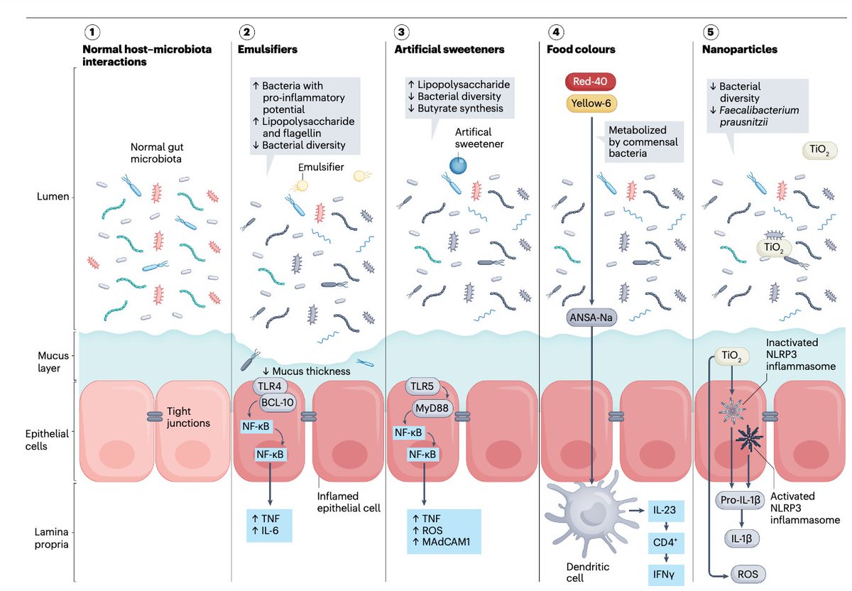Food additives can impact people with gut disease or gut symptoms. .@ProfWhelan, @AaronBancil, Lindsay & @BenoitChassaing update new findings in this review via @NatRevGastroHep: nature.com/articles/s4157…