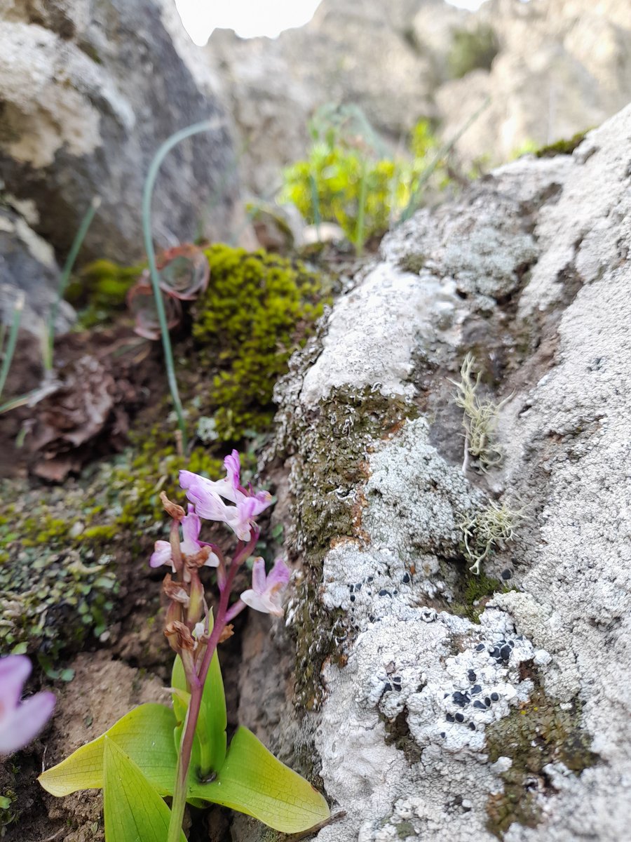 Orchis canarenies high up in the hills on La Gomera. Not a great photo as it was very windy.