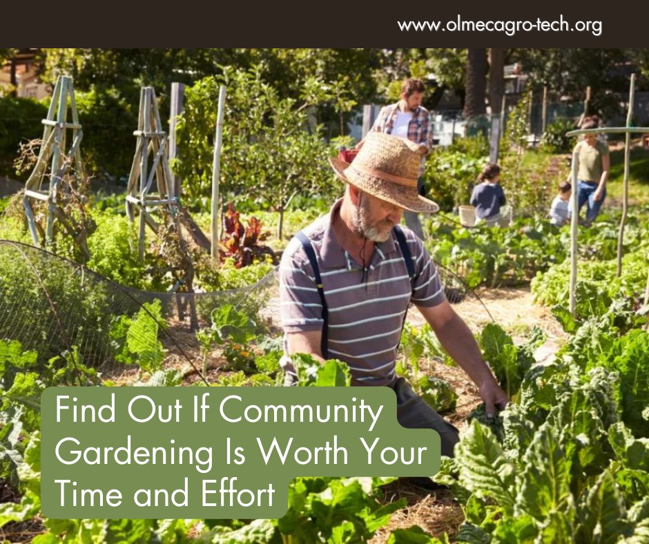olmecagrotech's tweet photo. Community gardening might seem like just another tiresome undertaking of helping your neighborhood, right? Find out if community garden is worth your time and effort

#gardening #communitygarden

https://t.co/xWjhEmNMAQ https://t.co/9VodSZYFPG