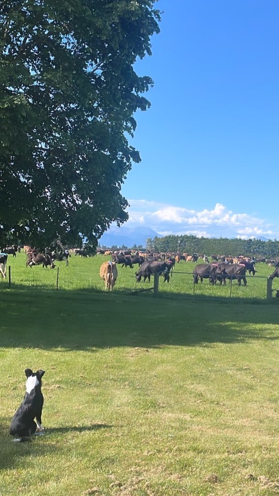 It’s that time of year again, we are looking for someone to come over nd help us through calving for a few months. 540 cows, 11 weeks calving pattern. Team of 3. Ideally end of July to Christmas flexible if needed. Plenty of opportunity in the area to stay on at silage. Please RT