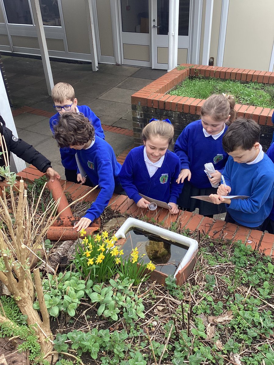 BPSYearFour's tweet image. We are recognising that living things can be grouped in a variety of ways! We started this lesson with a hunt for living things around our school grounds 🌿#Billingshurstscience