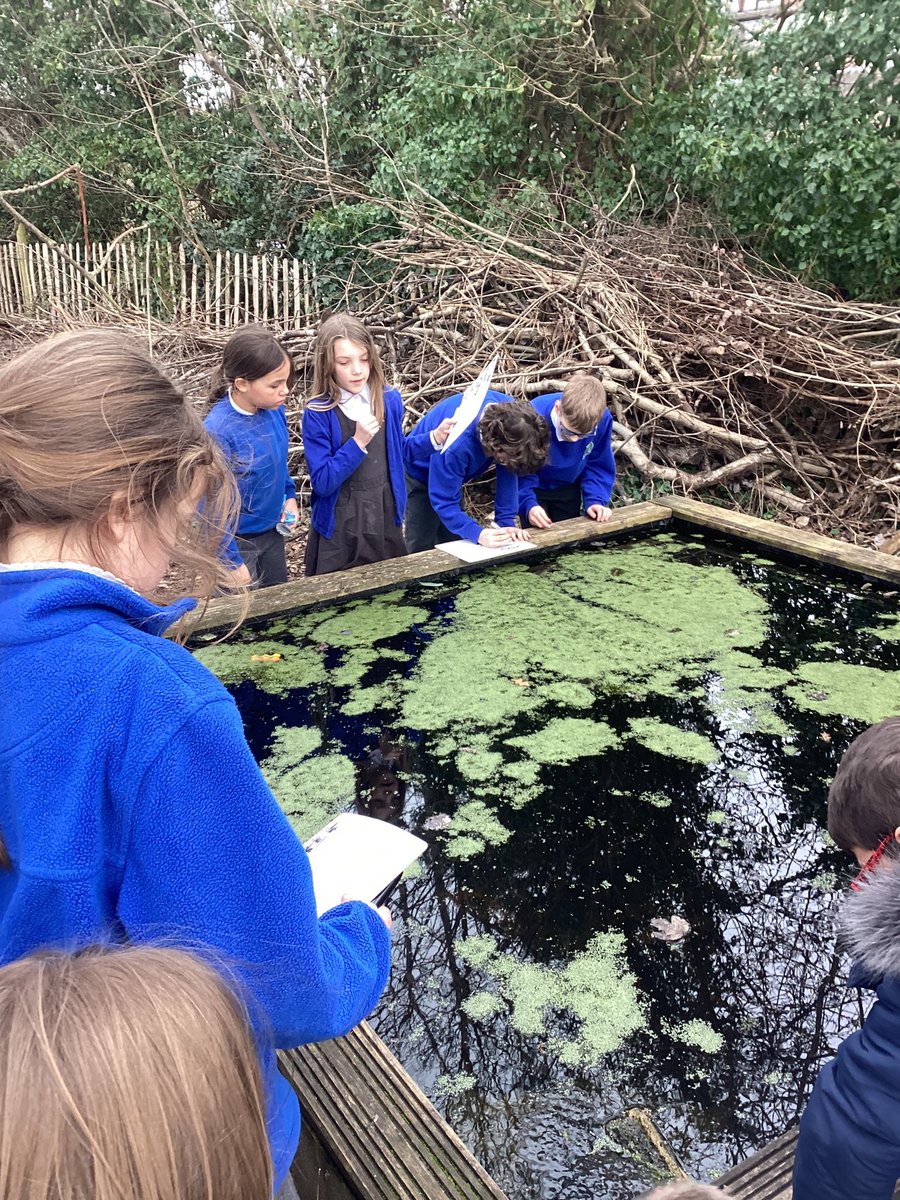 BPSYearFour's tweet image. We are recognising that living things can be grouped in a variety of ways! We started this lesson with a hunt for living things around our school grounds 🌿#Billingshurstscience