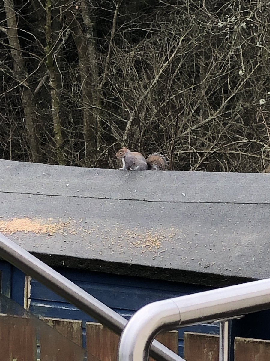 Dawn Robertson (@dwnrobertson) on Twitter photo I am thinking about implementing a #bullyingandharassment policy in my garden as the squirrels keep eating the bird food! On a serious note, would your #workplace benefit from a #bullyingandharassment #policy? If so, get in touch! <a href="/btosolicitors/">BTO Solicitors LLP</a> #hr I am thinking about implementing a #bullyingandharassment policy in my garden as the squirrels keep eating the bird food! On a serious note, would your #workplace benefit from a #bullyingandharassment #policy? If so, get in touch! <a href="/btosolicitors/">BTO Solicitors LLP</a> #hr