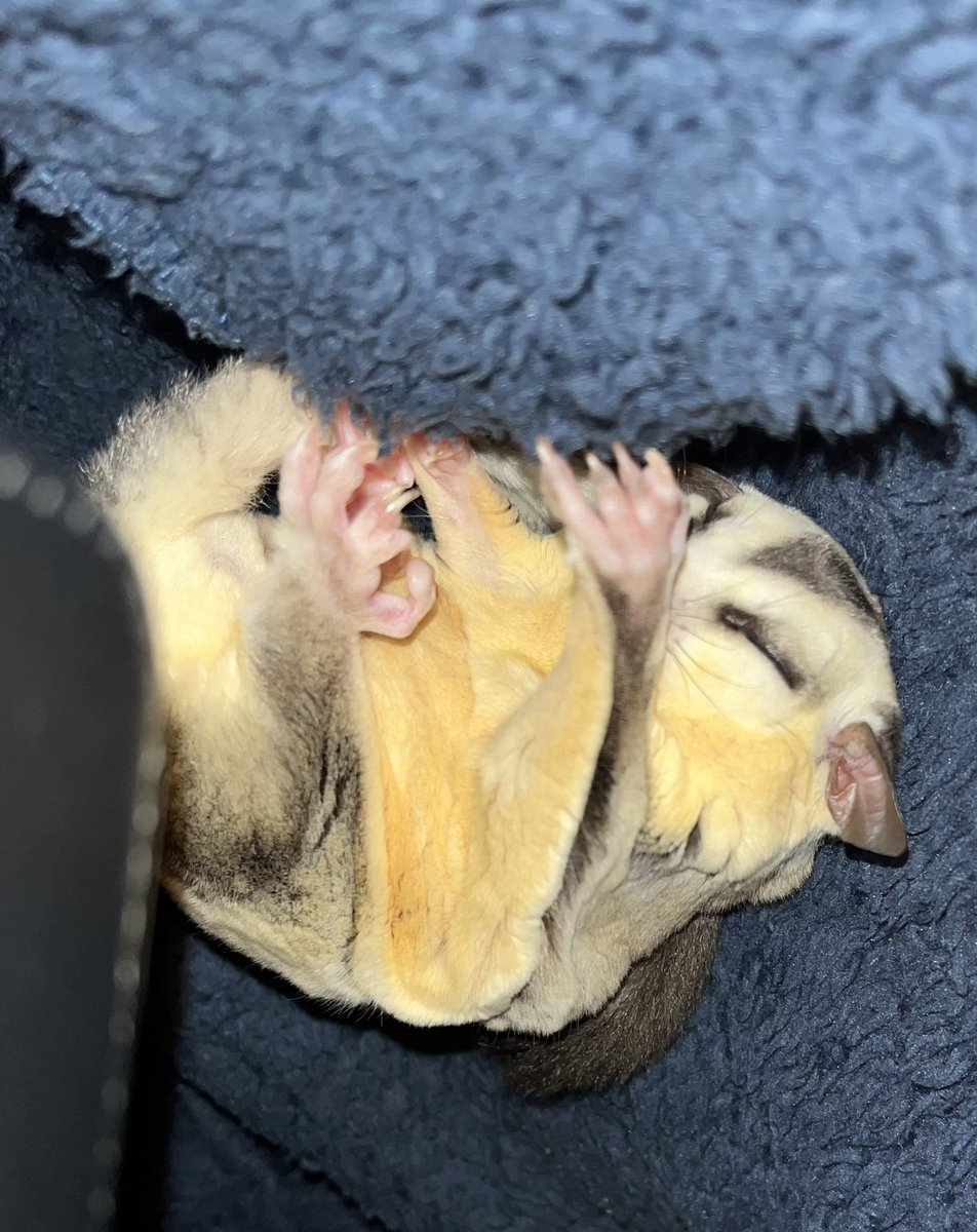 眠たい

#フクロモモンガ 
#フクモモ 
#エキゾチックアニマル
#sugarglider