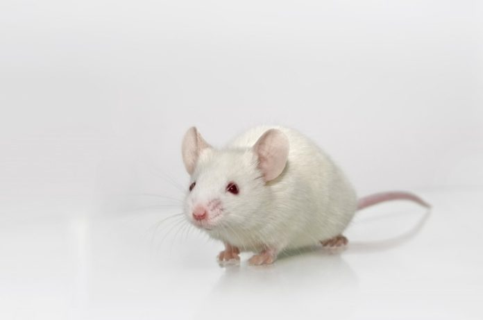 spacewatchafric's tweet photo. Mice in microgravity: How rodent research in space accelerates study timelines https://t.co/GSnYZPVt9Y https://t.co/lwIwxqsBWH