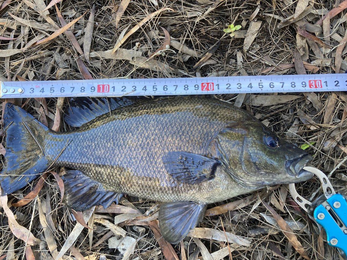 オーストラリアのケアンズから日本では釣ることが出来ないお魚の『スーティグランター』をルアーで釣るをテーマに色々と書きました→greenisland-cairns.com/8778.html