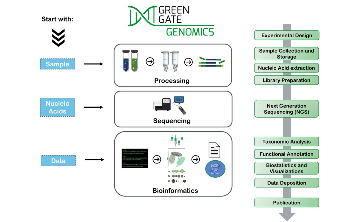 GreenGateGenom's tweet image. 🔔🔔#GreenGateGenomics at a glance. 🧪🧬

How can we support your next project? 🧑‍🔬

From #experimentaldesign to #sampleprocessing and high quality #bioinformatics. We got you covered: