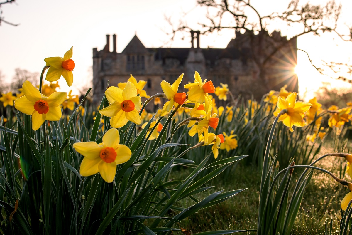 Hello March and Happy St David's Day 💛 #HeverCastle