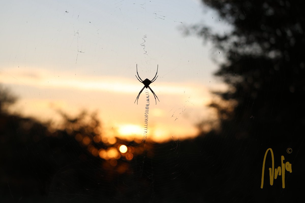 AnjaBSch's tweet photo. Sunset spider
#Garden #Orbweb #spider #sunset #photography #nature #outdoors #scenery #goedemorgen #Francistown #Botswana #Africa https://t.co/iH49uhibUu