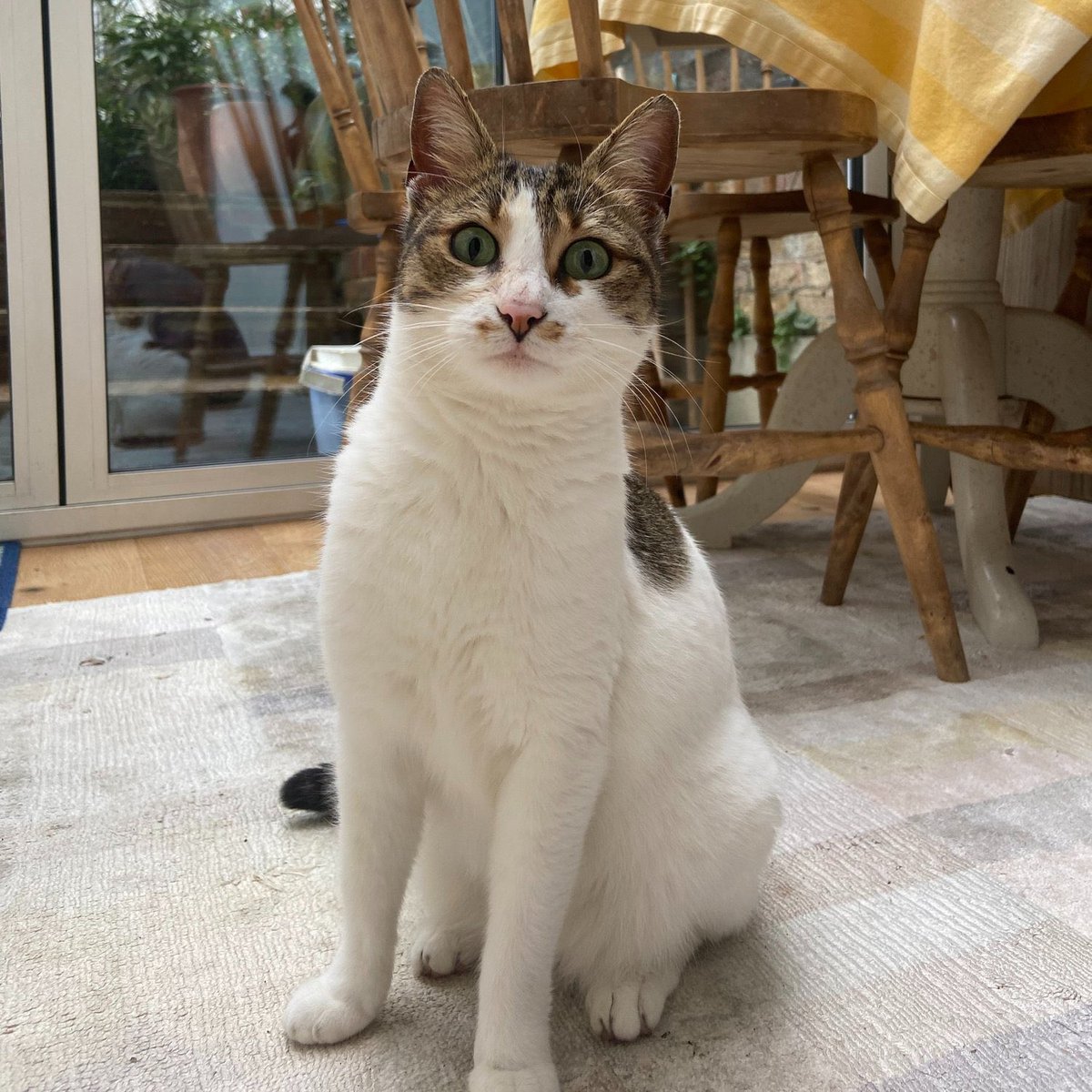 Svetlana is an incredibly affectionate and sociable cat who is look for her forever home. She has a gorgeous temperament and needs a home with garden access. ❤️ More info here: felinefriendslondon.uk/adoption/svetl…