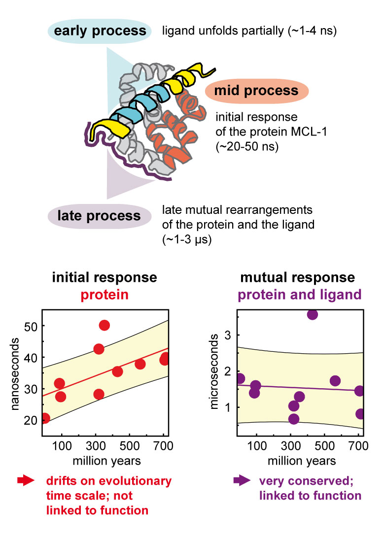 PJHeckmeier's tweet image. Remarkably, we detected a cascade of rearrangements within the protein complex. These processes manifest in three discrete time points of dynamic activity, conserved over hundreds of millions of years within a narrow window. 4/6 #proteindynamics