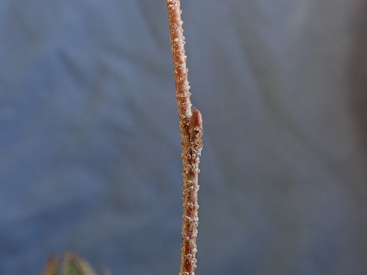 Forest_Research's tweet image. 🥁🥁🥁 Your #HostOfTheMonth for March is Birch.

As part of our ongoing series, Matt Parratt, lead #Observatree Scientific Coordinator shares how to identify the pest and report any possible sightings: observatree.org.uk/blog/2024/02/h…

#BirchTree #BronzeBirchBorer