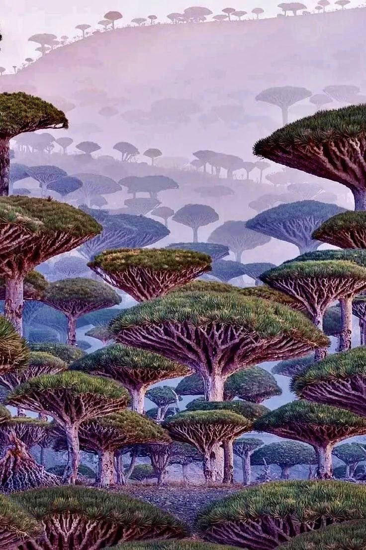 洋書 Fauna of the Socotra Archipelago Field The Socotra Island in Yemen has long been a land of mystery