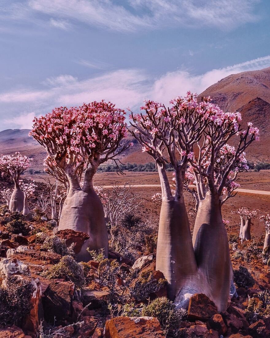 The Socotra Island in Yemen has long been a land of mystery. Described