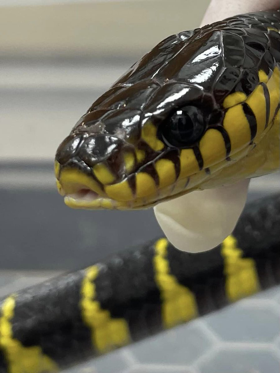 ManorVetsToday's tweet photo. Wizz is a #Mangrove Snake who visited Manor Exotic's Team for a partial tail amputation. Vet Jack, Head Exotic Nurse Faye preparing Wizz for surgery, after procedure, Wizz was carefully monitored in our designated #reptiles Ward &amp; was able to go home later that day 

#snakes https://t.co/3rZpjPCGUu