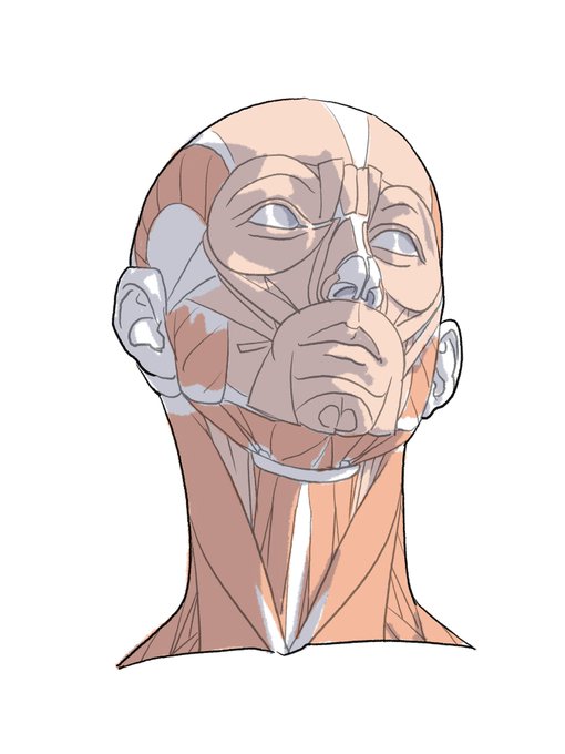 「伊豆の美術解剖学者@kato_anatomy」 illustration images(Latest)