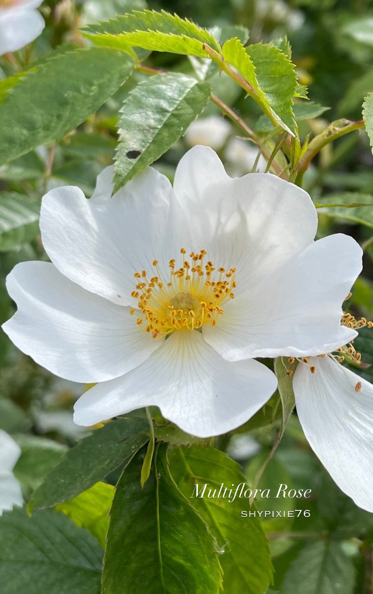 A beautiful summer Rose (Rosa Multiflora) 
#RoseWednesday #ROSE 
#GardenFlowers