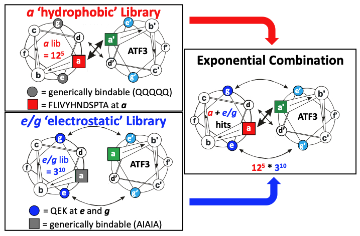Our work with SapienceTx describes screening a and e/g leucine zipper libraries and combining hits to generate a selective ATF3 antagonist. This split-and-pool approach allows exponentially larger sequence space sampling (12^5*3^10 = 14.7 billion members)
pubs.acs.org/doi/full/10.10…