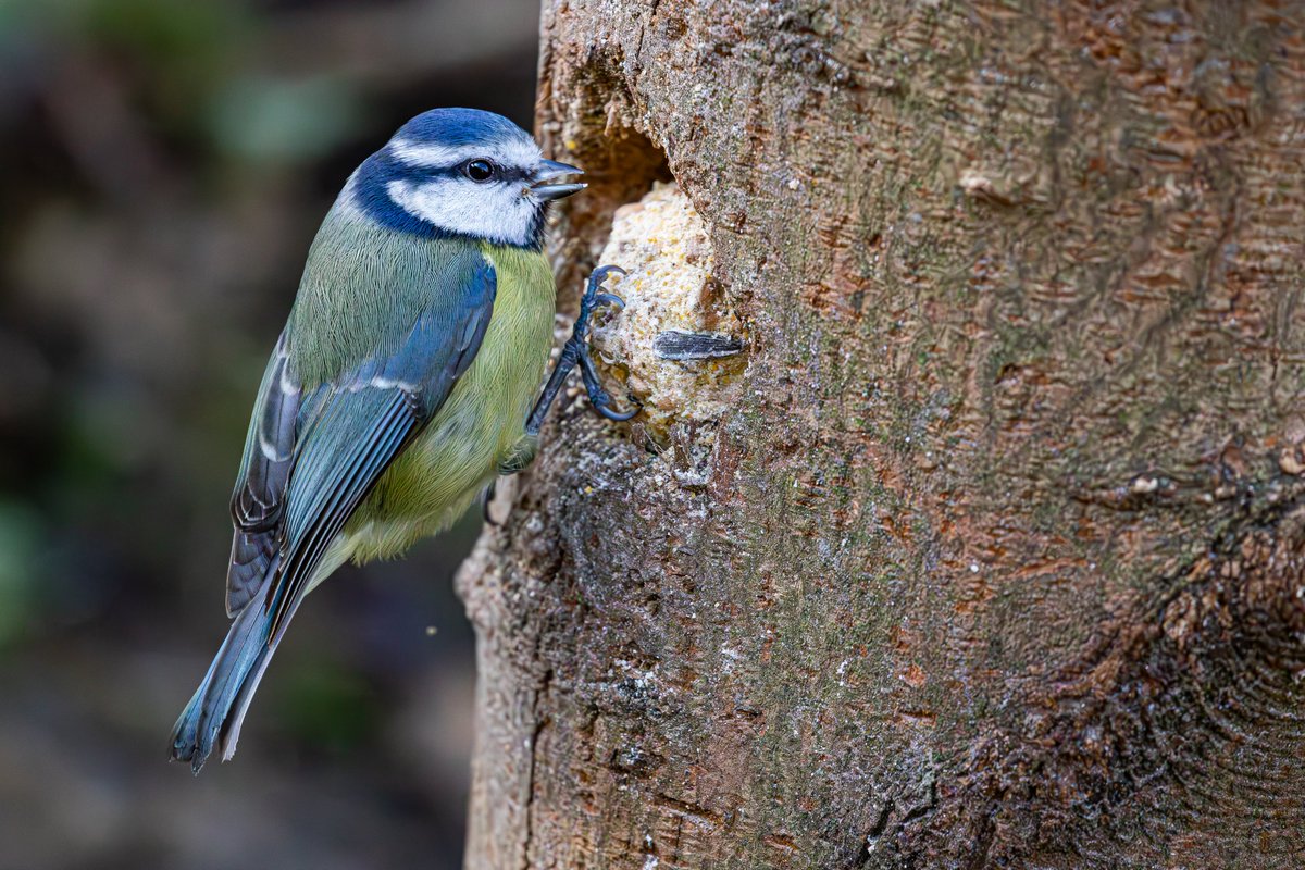 Brian Taylor tweet media