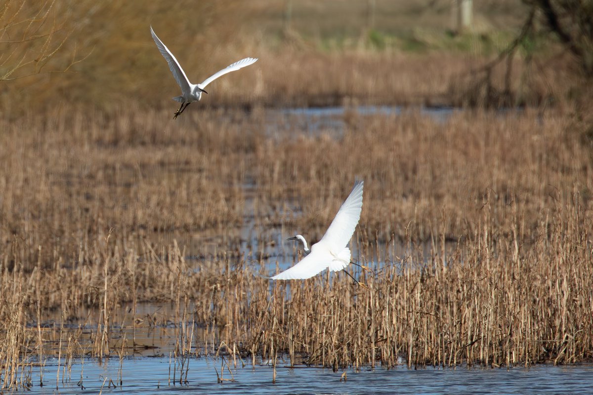 Brian Taylor tweet media