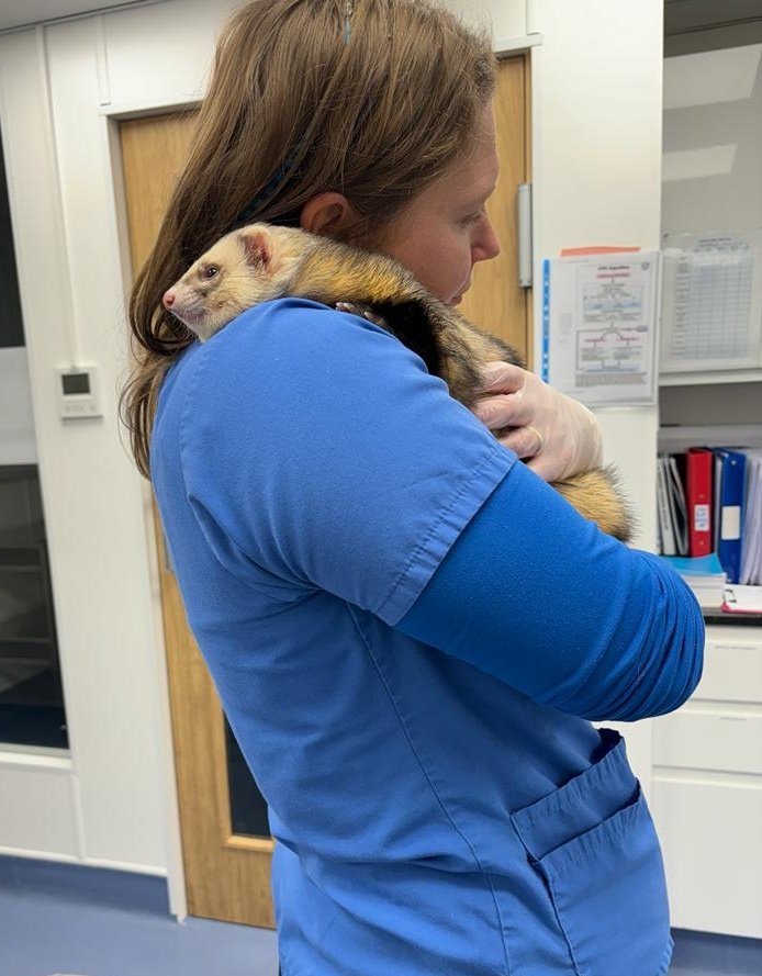 Another handsome ferret 😍
This cuddly boy is Mr Stash (a most *excellent* name for a ferret) who also visited us recently for a suprelorin implant. He was so snuggly (he is fully conscious in these photos!) we didn't want to give him back 😭
#FerretsOfTwitter #ferret #ExoticVet