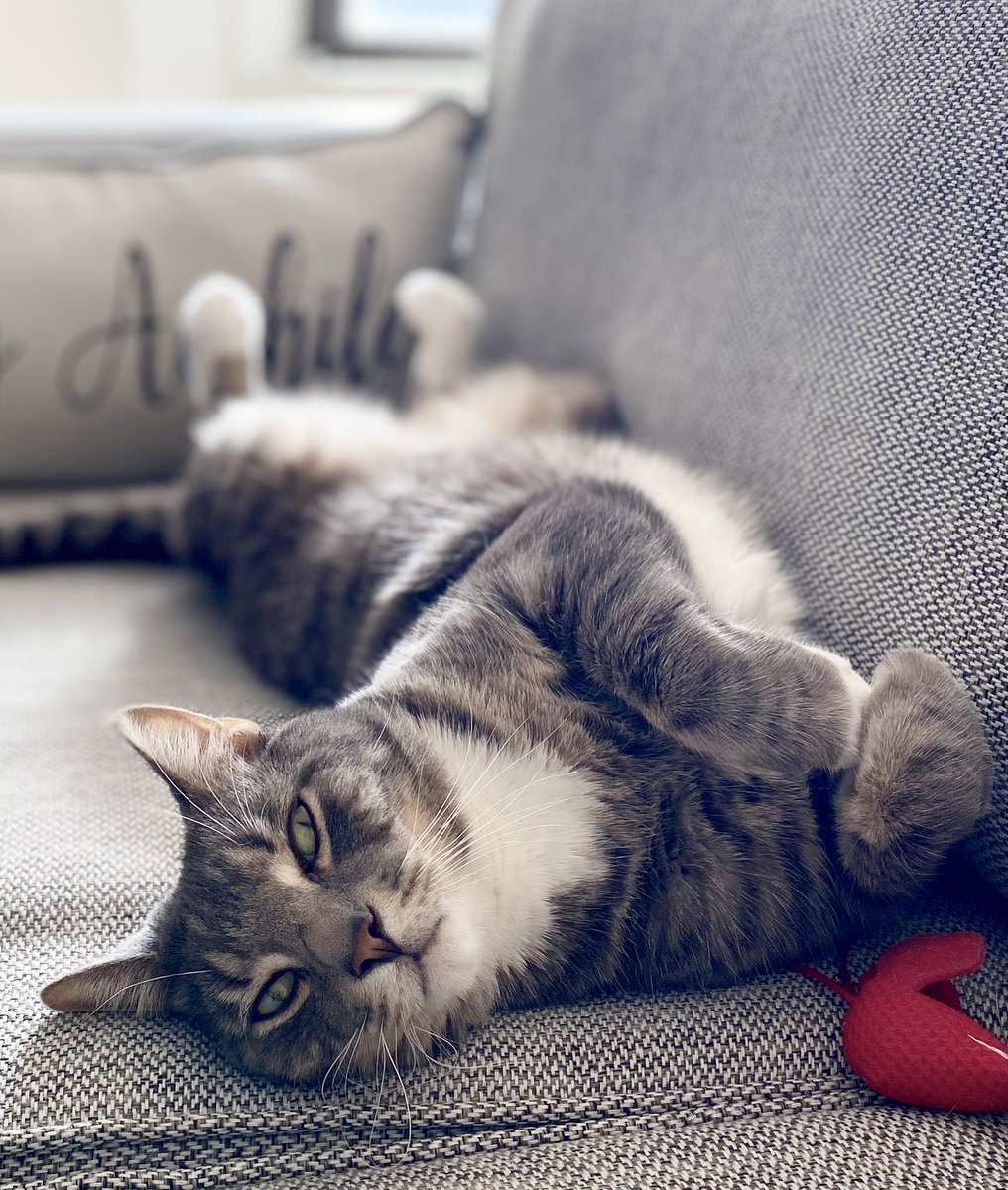 RoccoTheTiger's tweet photo. Just chilling. 😼😽#CatsofTwittter https://t.co/q1Ie3C6CyK