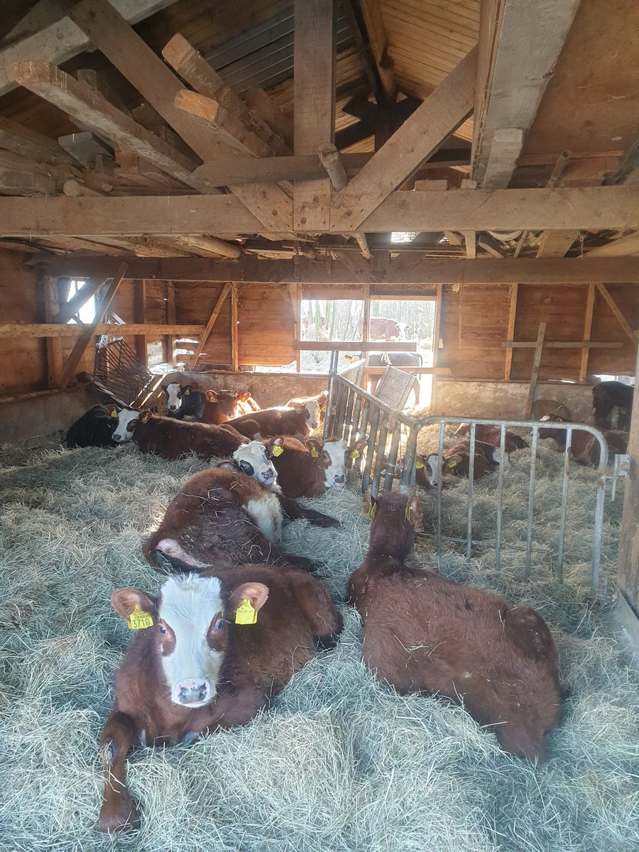 Boterhuys's tweet image. Kunnen we niet de Europese landbouw subsidies afschaffen?
Het zal ff pijn doen maar daarna heb je een gezondere sector denk ik.