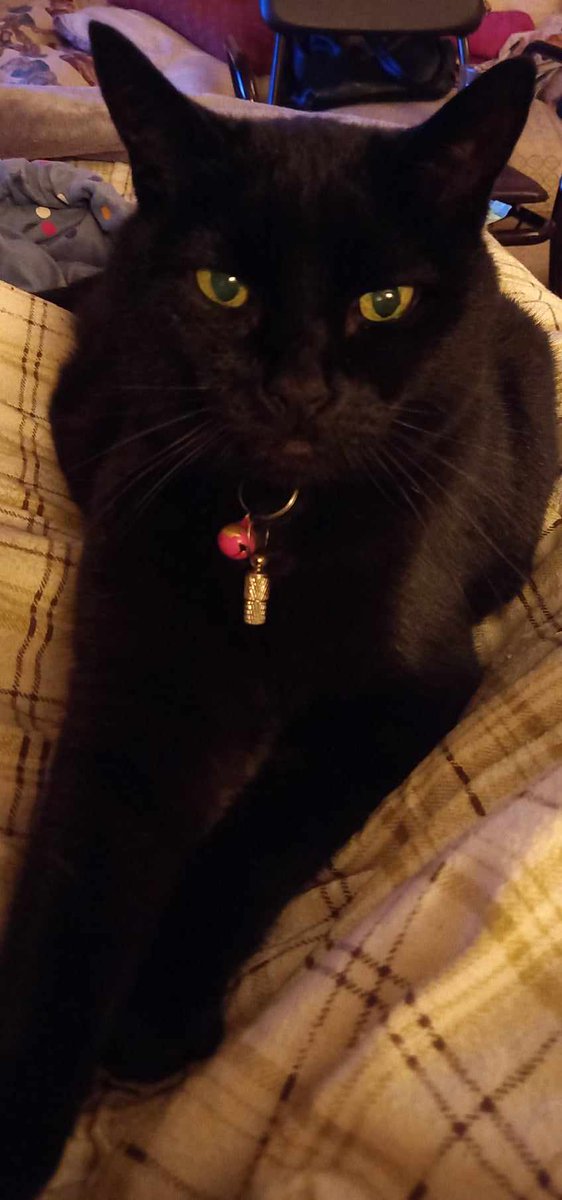 My cat Sooty was alarmed to see on today's #MorningLive that you're embarking on a business to make coats out of cats! 😉🤭