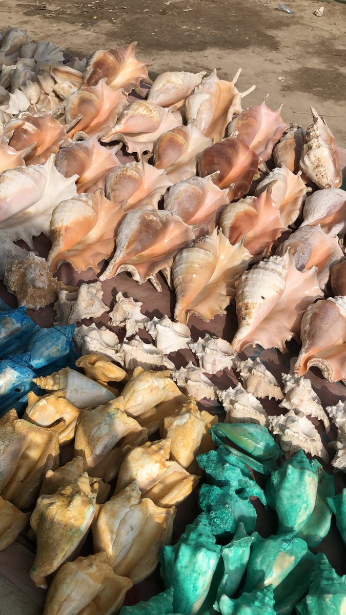 موها tweet media