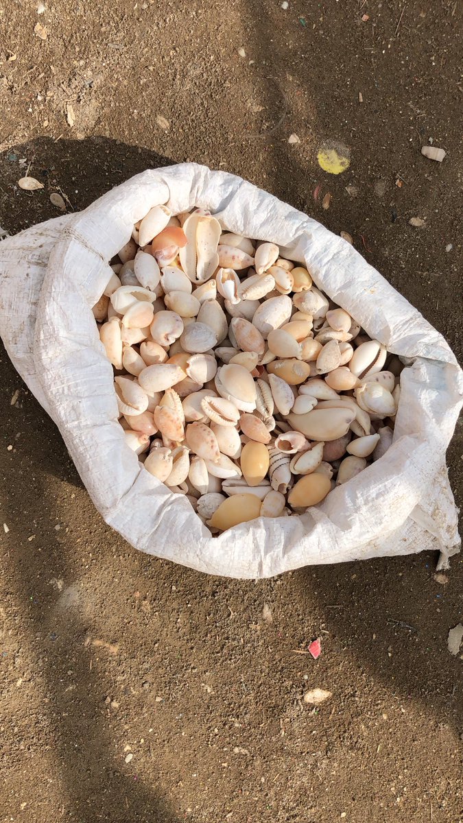 موها tweet media