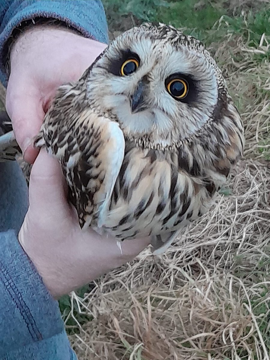 Last night, we were out catching Short-eared owls in preparation for our satellite tagging project, looking at the movements, survival  rates, and habitat use of the species. If you would like to support this study, you can at gofundme.com/f/raptor-aid-g…