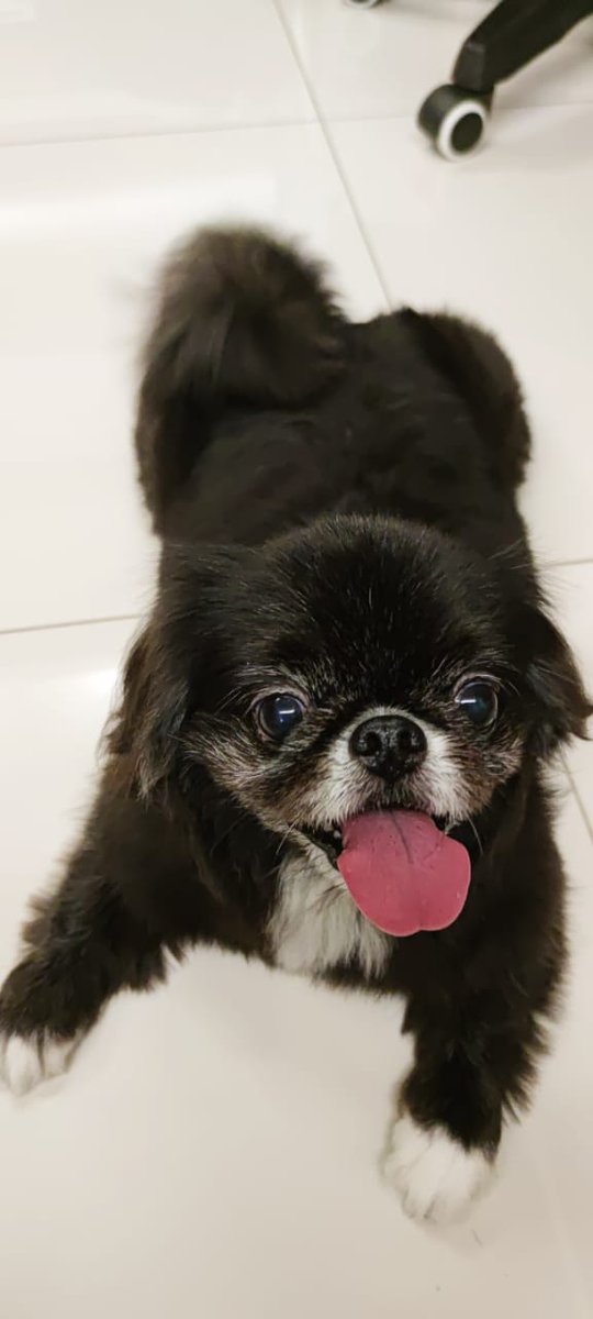 waynechng's tweet photo. @jonstewart Watched your tribute to Dippers and totally felt it. Our 11-year good girl is still around but someday soon. https://t.co/8JSv33iWvU