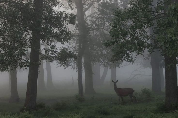 elemmiressoul's tweet photo. foggy forest. https://t.co/bmcWegW2nE