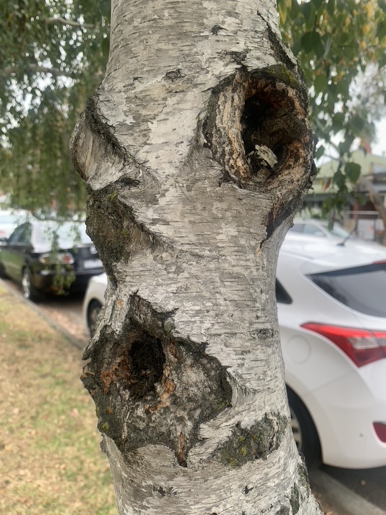 ninakillham's tweet photo. Hot as Hades in Brunswick. The air feels like it's going to ignite... #alarmedtree #savetheclimate #melbourneweather https://t.co/v6mp7ixYjf