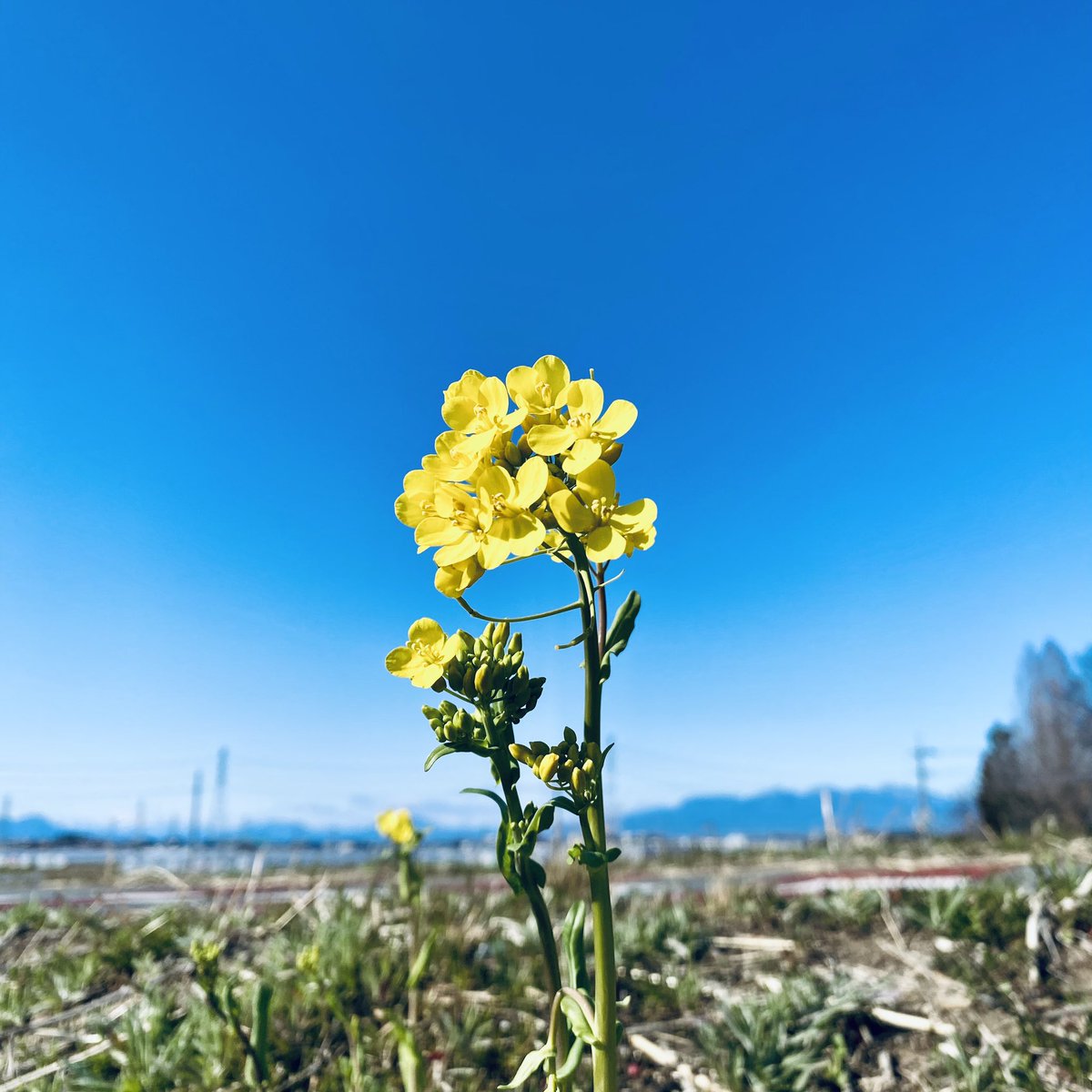 お疲れさま〜‼️

🇺🇦
青色は空か水、
黄色は小麦かひまわり、、、

日本人的には菜の花かな！？

黄色は
前向きな気持ちにさせる色とのこと。
喜び、幸せ、希望。

2年経過しましたね…
#イマソラ 

#今日の1曲 
#NitinSawhney

Faceless Enemies (feat. YVA) youtu.be/SYkWaezcEPo?si…