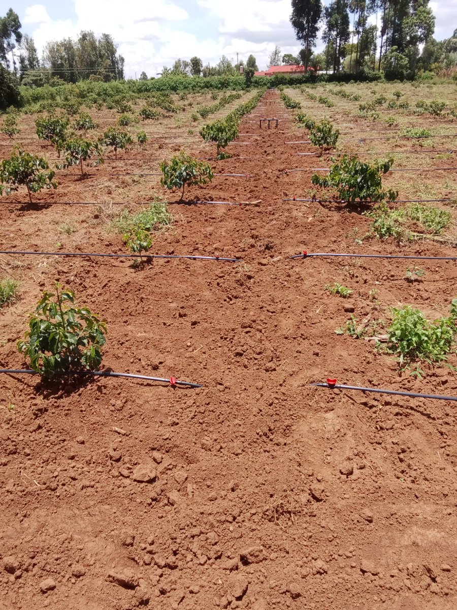 Farming Tip:
How to maintain  Drip Buttons;
1. Regularly inspect the drip buttons to check for clogs and remove them.
2. Occasionally flush out the system to remove any debris.
3. Repair any damages immediately to avoid water wastage.
For installation call: 0732957984/0112148880