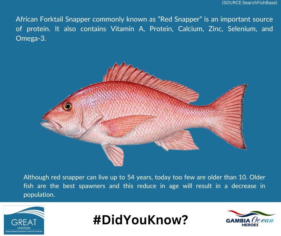 What do you know about the African Forktail Snapper? #greatgambia #ocean #marinescience #conservation #marinbiodiversity #redsnapper