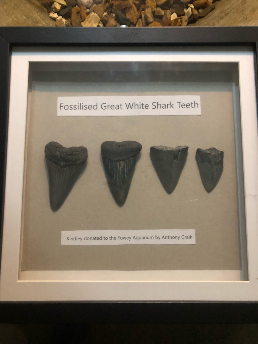 I like to change things a bit every season. Thanks for this kind donation from Anthony Craik. OK they weren't found at Readymoney!

We are currently closed on Mondays and Tuesdays but open every other day. Open 7 days a week from the Easter Holidays. See you soon!