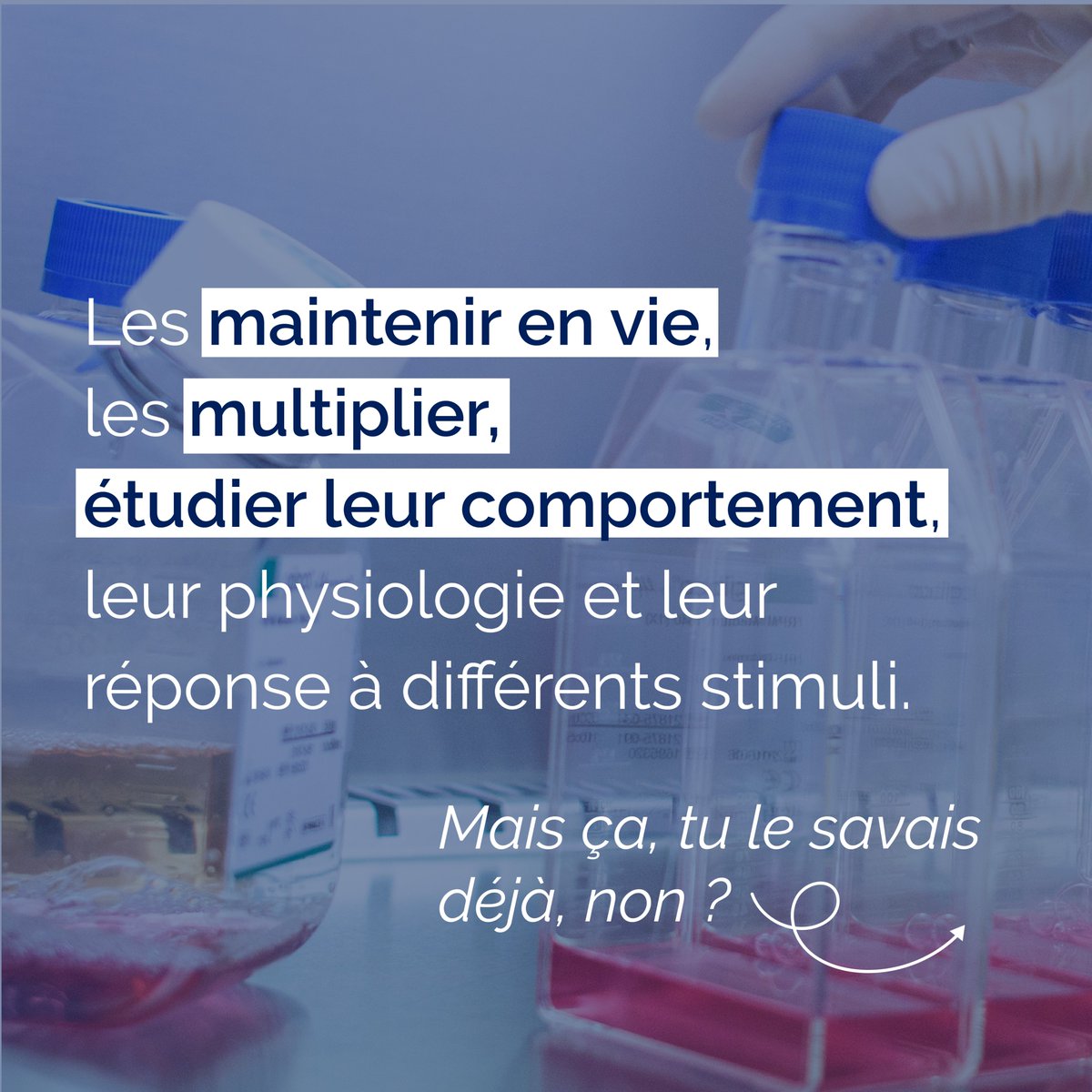 QA_Belgium's tweet photo. La culture cellulaire, c’est le processus par lequel des cellules sont cultivées ex-vivo dans des conditions contrôlées afin de les maintenir en vie et les étudier.
Tu le savais déjà ? Rejoins-nous comme technicien en culture cellulaire !
https://t.co/UB97CXxOW2
#workatqa https://t.co/xUUVlQOLL4