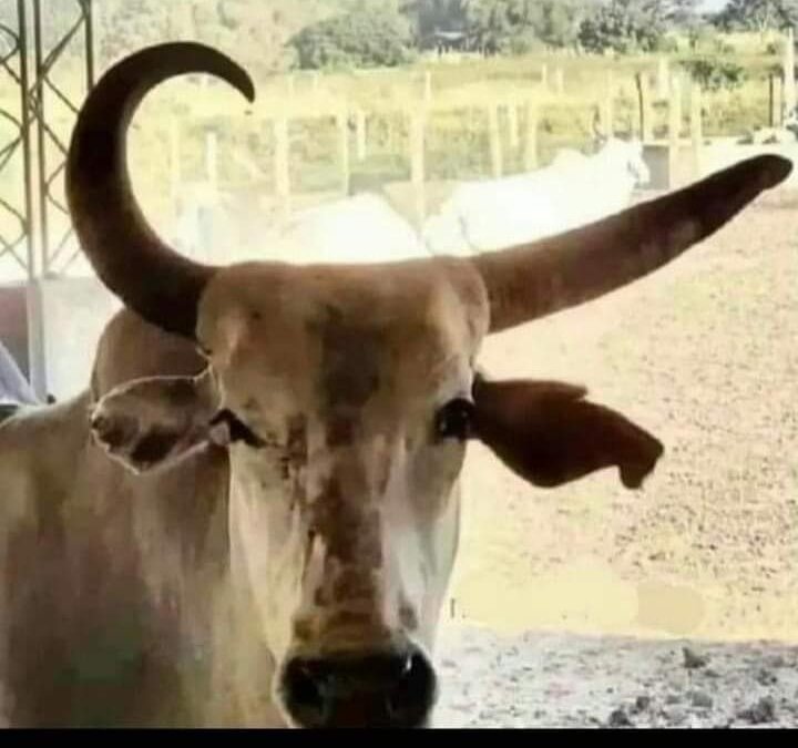 miramar_di29081's tweet photo. Se vende vaca Nike, a buen precio.
Si no entiende de vacas deportivas, no opine https://t.co/AvFI8lSNq3