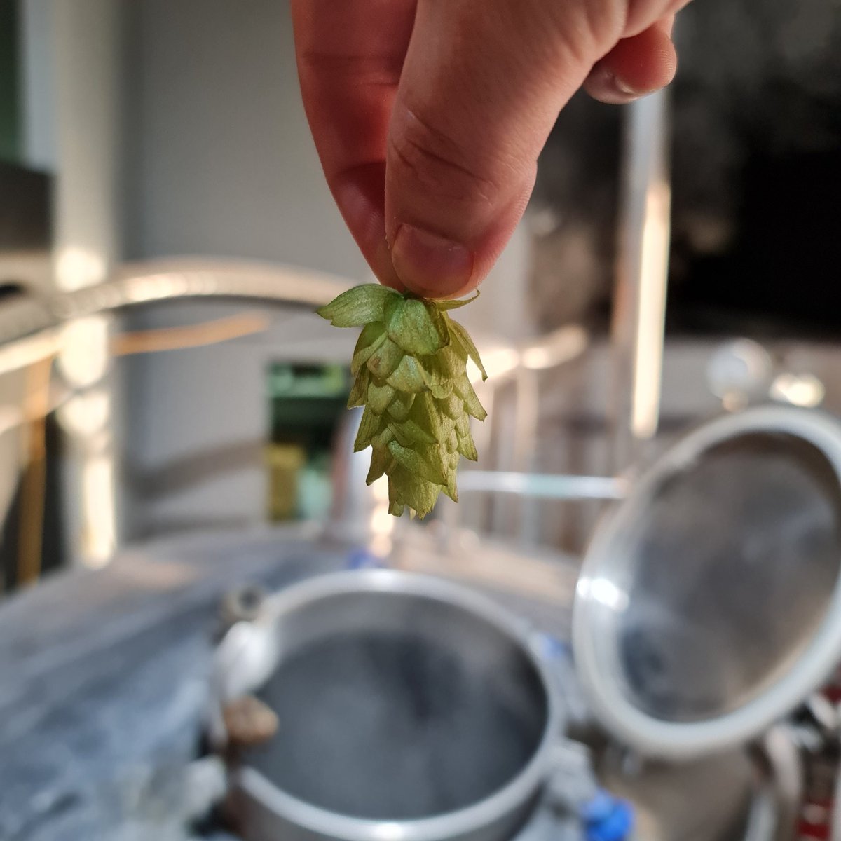 you have no idea how much of a career goal using wet/fresh hops is for me

today is a good day

iykyk brewfam