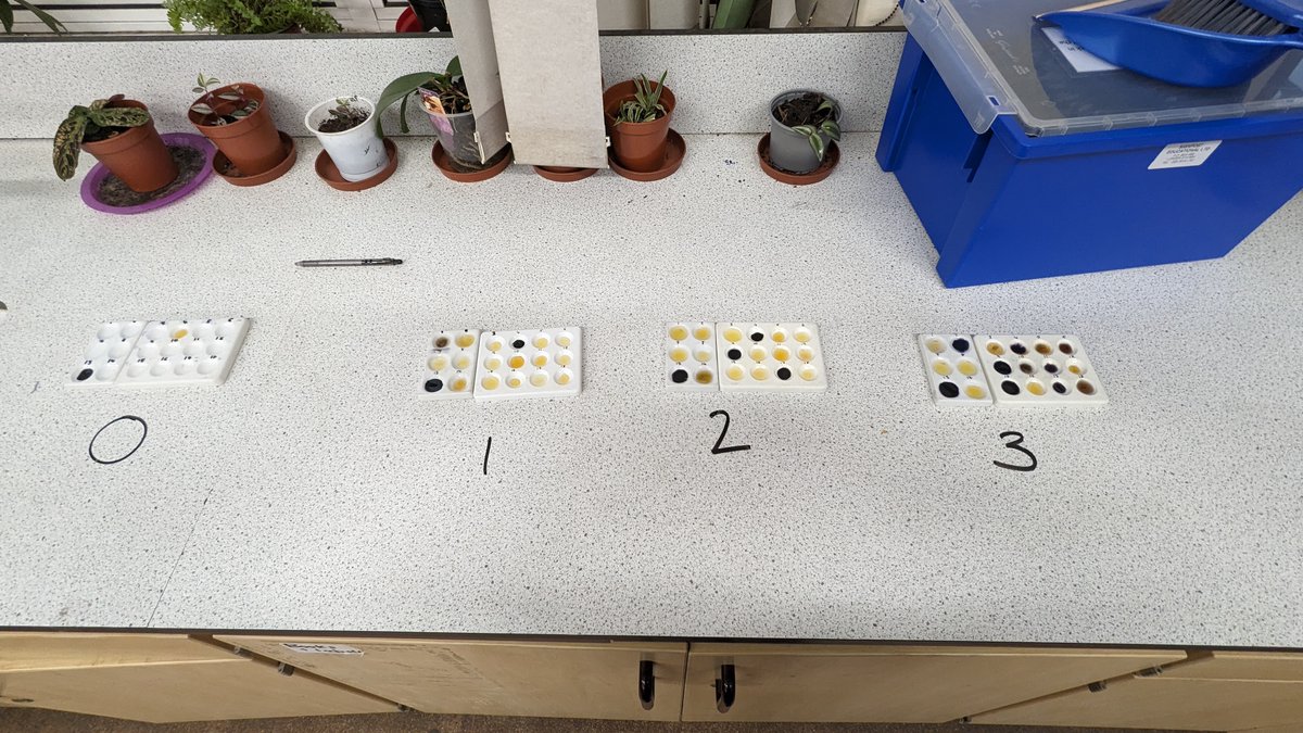 Elfed Science Department tweet media