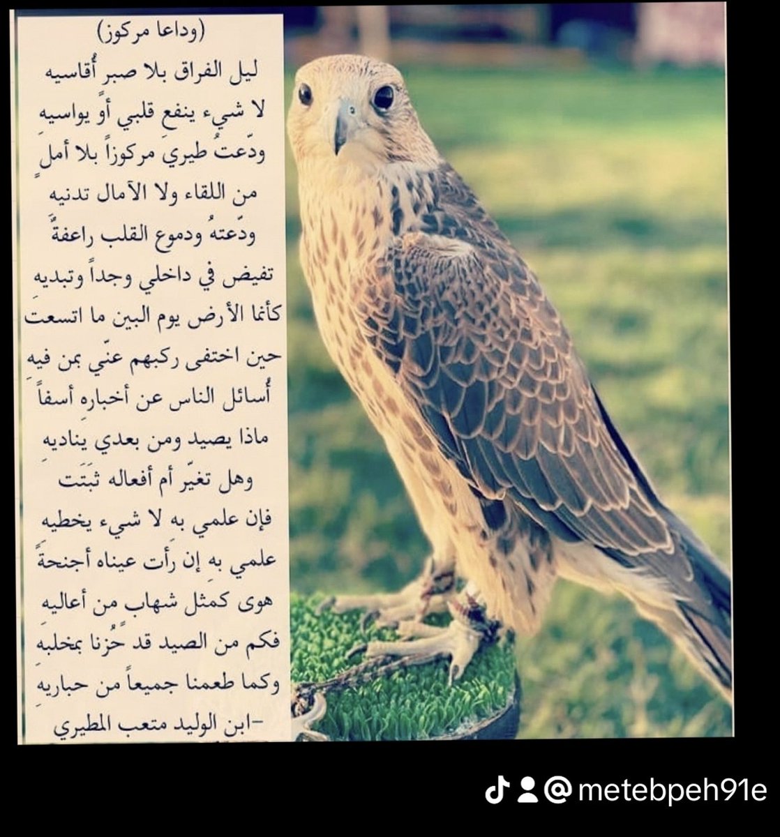 #تجلد_القوافي