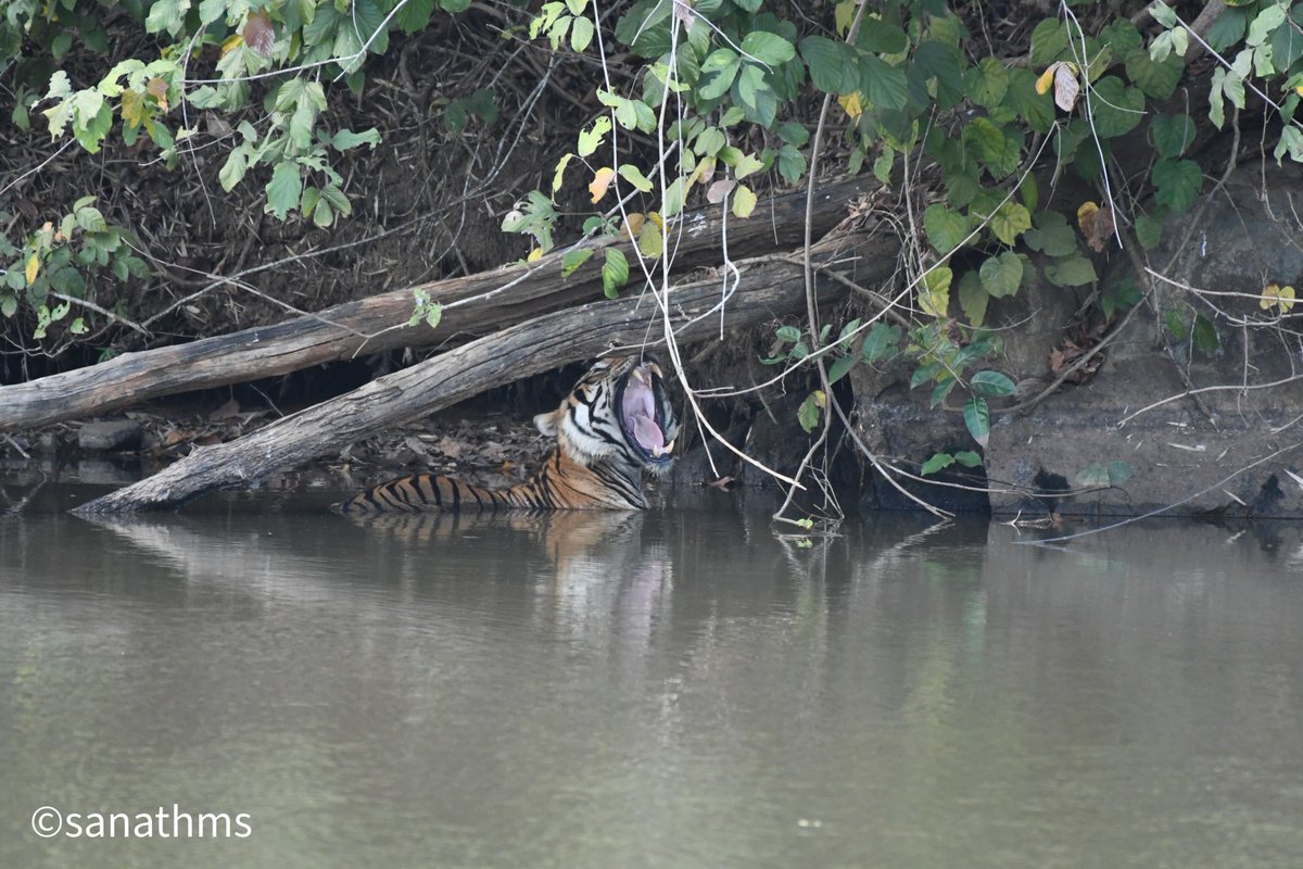 🐅🐅 Exciting encounter at #KaliTigerReserve (KTR), Dandeli! Huge shoutout to RFO Shri Mahantesh Patil and team, along with all the dedicated staff <a href="/aranya_kfd/">Karnataka Forest Department</a> working tirelessly to safeguard our #forests. 🌳🙏 #wildlifeprotection #forestconservation 🌿 #tiger #conservation