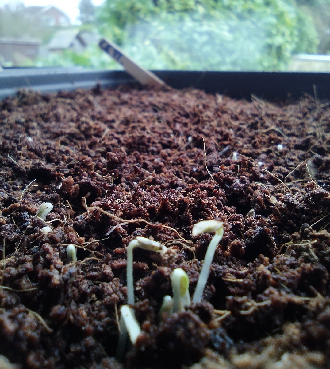 AllotmentPlot54's tweet photo. Switched to coir compost for my windowsill seedlings this year, because apparently that will eliminate issues with fungus gnats...

Have to say, the texture is great for seedlings and after 3 days we have really strong germination from lettuce, spinach, spring onion and radish! https://t.co/N1G87sBljo